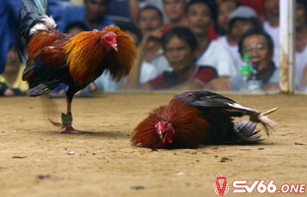 Đặc điểm nổi bật của đá gà Thomo